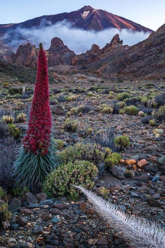 La Casita Ma Petite Folie Tenerife 산타크루스데 테네리페 외부 사진